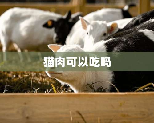 猫肉可以吃吗