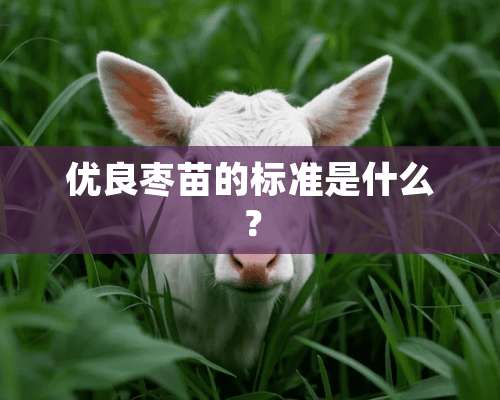 优良枣苗的标准是什么？