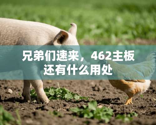 兄弟们速来，462主板还有什么用处