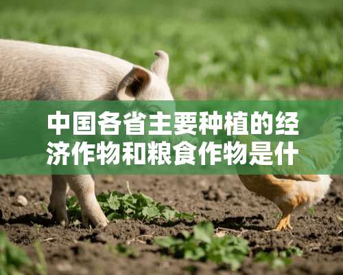 中国各省主要种植的经济作物和粮食作物是什么？