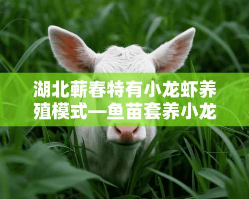 湖北蕲春特有小龙虾养殖模式—鱼苗套养小龙虾