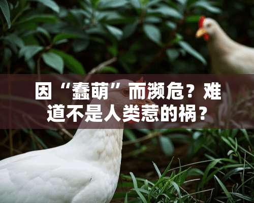 因“蠢萌”而濒危？难道不是人类惹的祸？