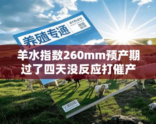 羊水指数260mm预产期过了四天没反应打催产素什么时候能生