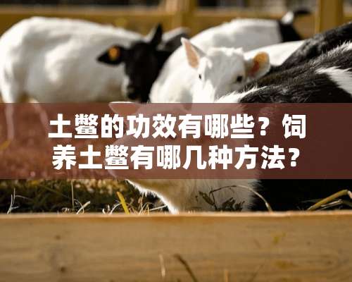 土鳖的功效有哪些？饲养土鳖有哪几种方法？