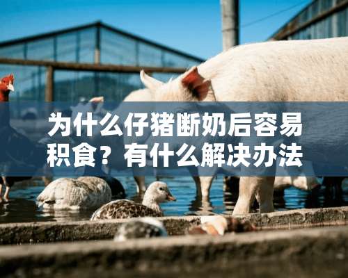 为什么仔猪断奶后容易积食？有什么解决办法？