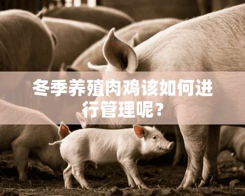 冬季养殖肉鸡该如何进行管理呢？