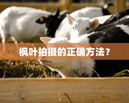 枫叶拍摄的正确方法？