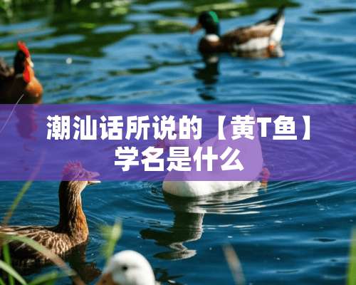 潮汕话所说的【黄T鱼】学名是什么