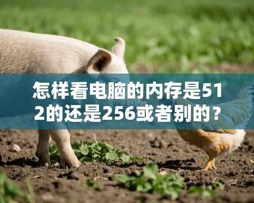 怎样看电脑的内存是512的还是256或者别的？