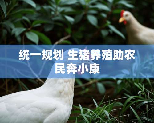 统一规划 生猪养殖助农民奔小康