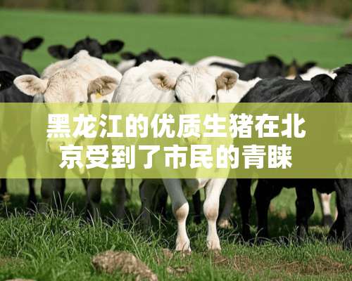 黑龙江的优质生猪在北京受到了市民的青睐