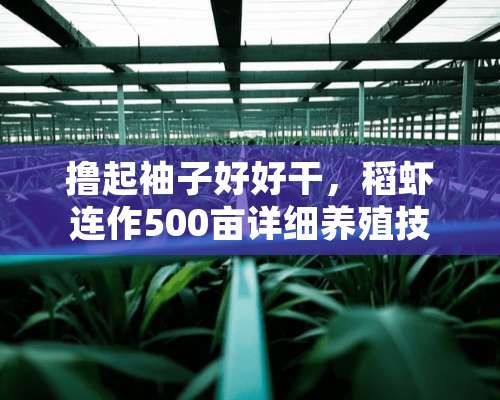 撸起袖子好好干，稻虾连作500亩详细养殖技术请收好！