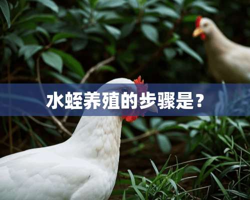 水蛭养殖的步骤是？