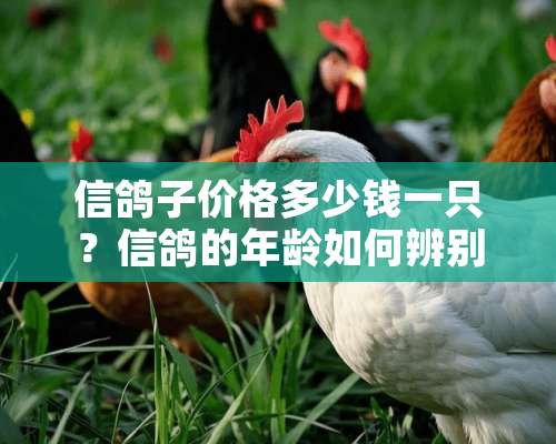 信鸽子价格多少钱一只？信鸽的年龄如何辨别？