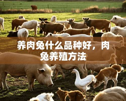 养肉兔什么品种好，肉兔养殖方法