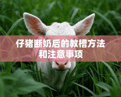 仔猪断奶后的教槽方法和注意事项