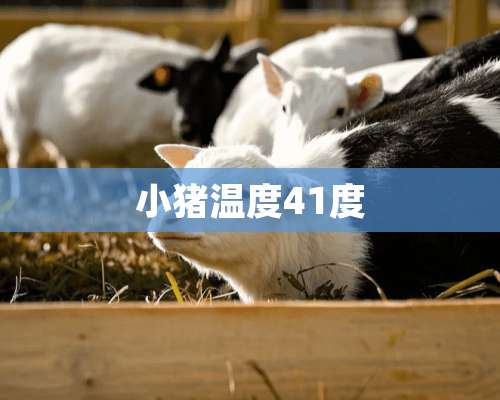 小猪温度41度