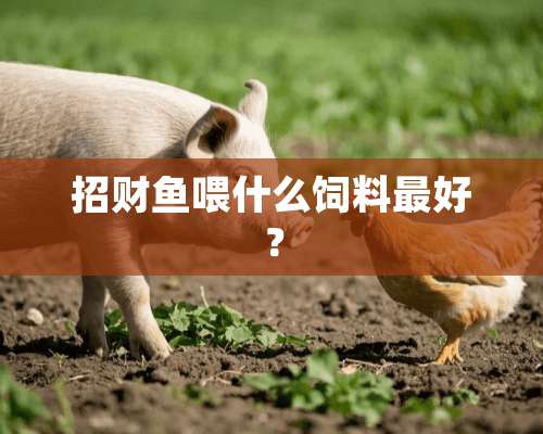 招财鱼喂什么饲料最好？