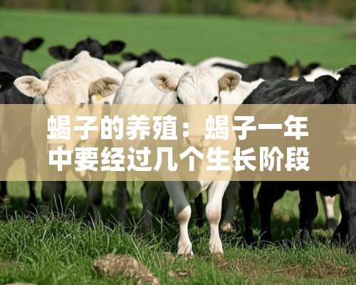 蝎子的养殖：蝎子一年中要经过几个生长阶段？