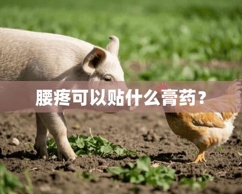 腰疼可以贴什么膏药？