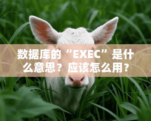 数据库的“EXEC”是什么意思？应该怎么用？