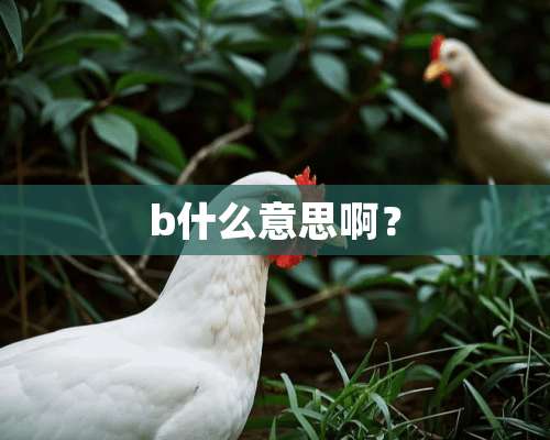 b什么意思啊？