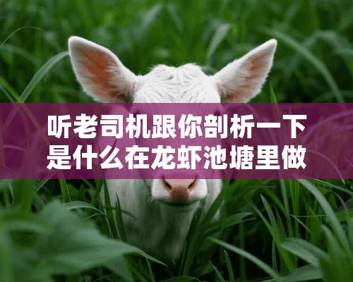 听老司机跟你剖析一下是什么在龙虾池塘里做怪！