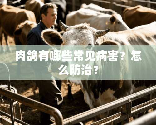 肉鸽有哪些常见病害？怎么防治？