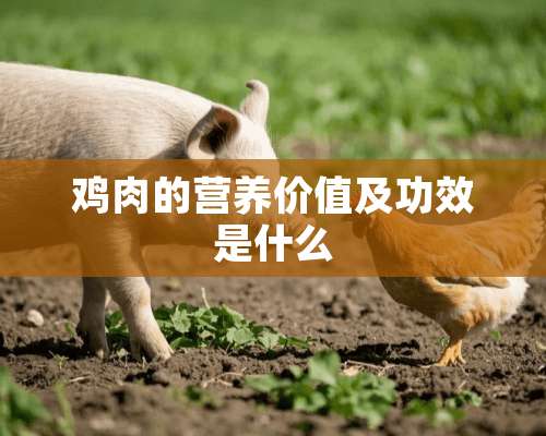 鸡肉的营养价值及功效是什么