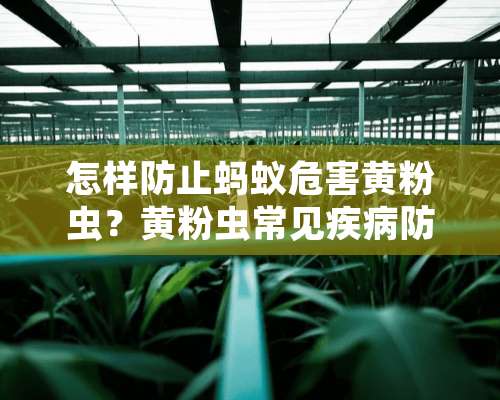 怎样防止蚂蚁危害黄粉虫？黄粉虫常见疾病防治方法