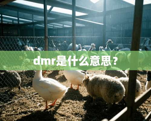 dmr是什么意思？