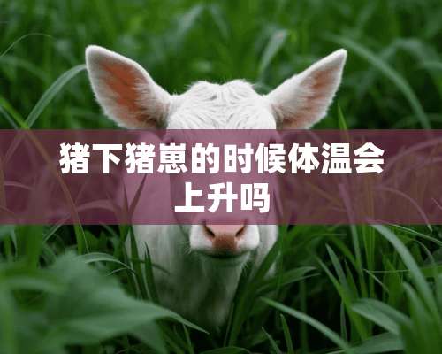 猪下猪崽的时候体温会上升吗