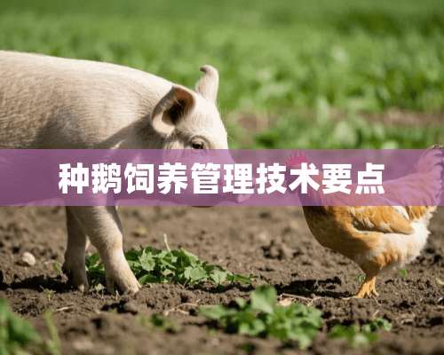 种鹅饲养管理技术要点