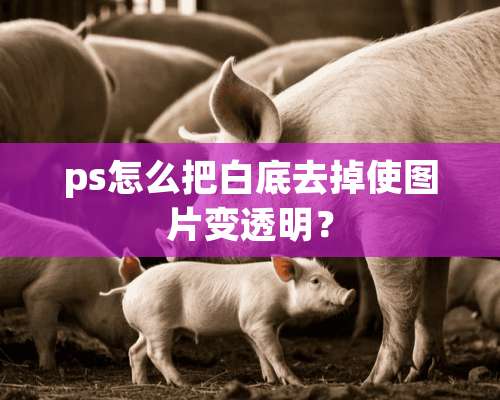 ps怎么把白底去掉使图片变透明？