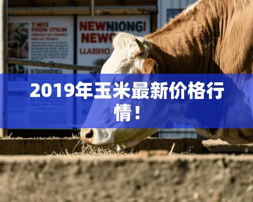 2019年玉米最新价格行情！