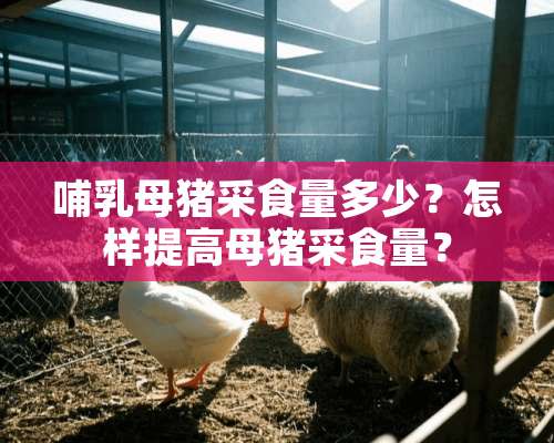 哺乳母猪采食量多少？怎样提高母猪采食量？