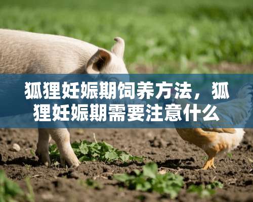 狐狸妊娠期饲养方法，狐狸妊娠期需要注意什么？