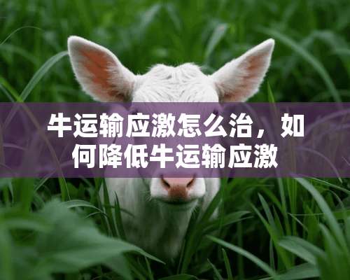 牛运输应激怎么治，如何降低牛运输应激