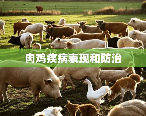 肉鸡疾病表现和防治