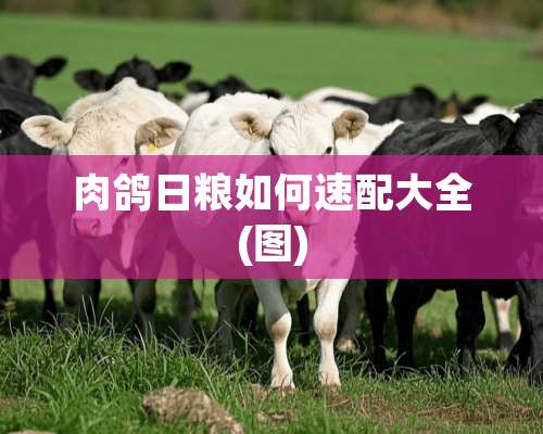 肉鸽日粮如何速配大全(图)