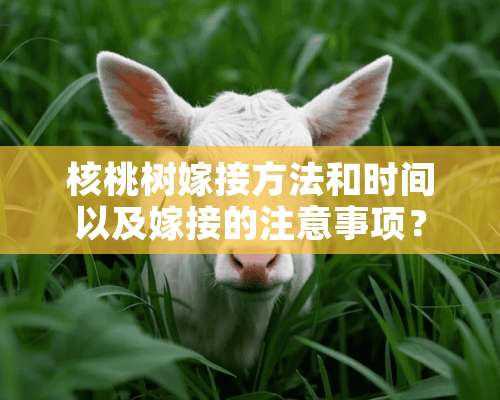 核桃树嫁接方法和时间以及嫁接的注意事项？