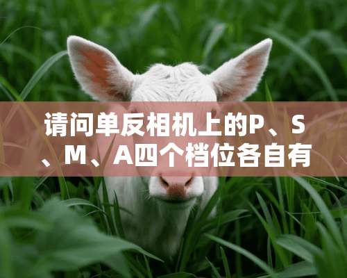 请问单反相机上的P、S、M、A四个档位各自有什么用？