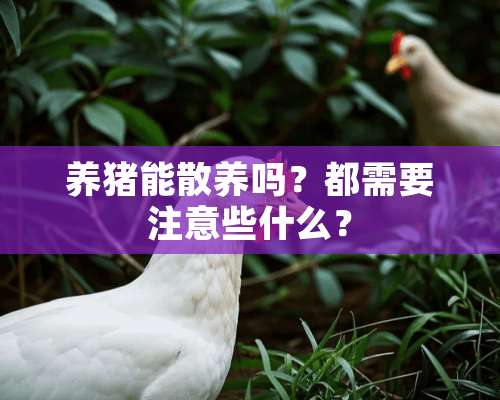 养猪能散养吗？都需要注意些什么？