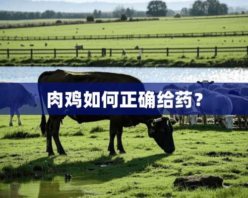 肉鸡如何正确给药？