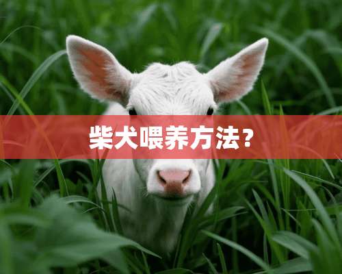 柴犬喂养方法？