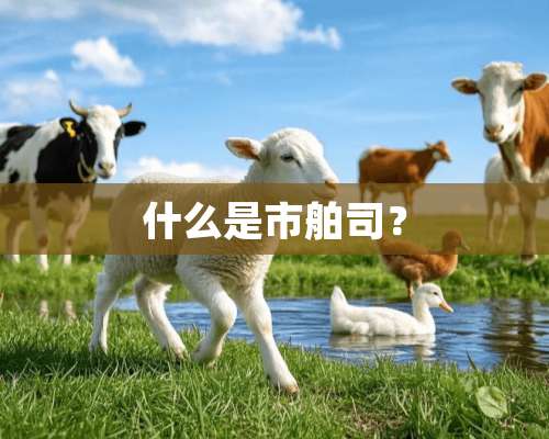 什么是市舶司？