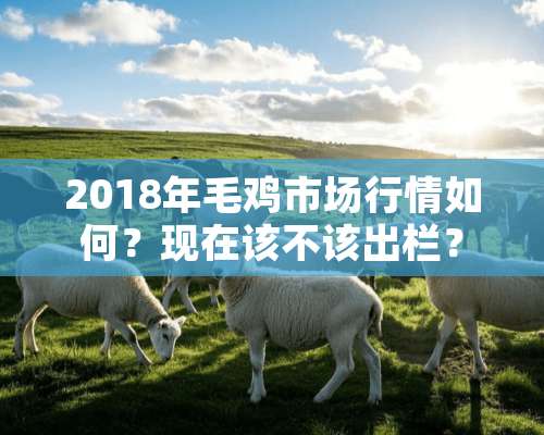 2018年毛鸡市场行情如何？现在该不该出栏？