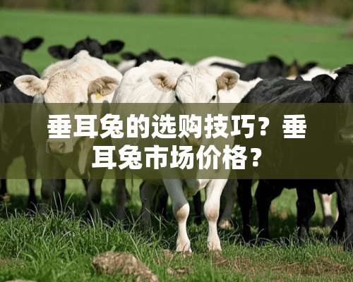 垂耳兔的选购技巧？垂耳兔市场价格？