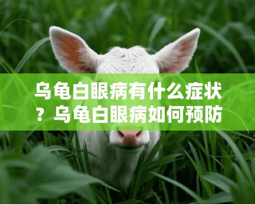 乌龟白眼病有什么症状？乌龟白眼病如何预防呢？