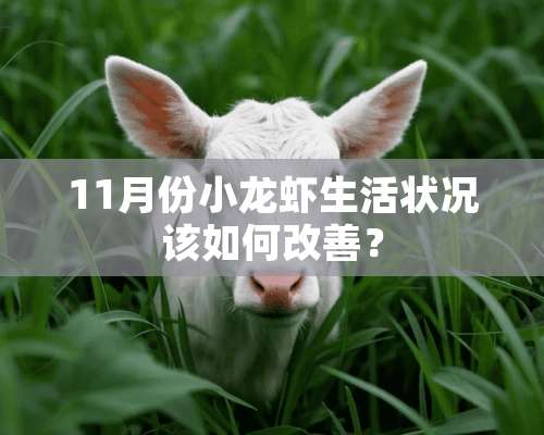 11月份小龙虾生活状况该如何改善？